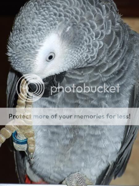 Blue Parrot DSCF0173