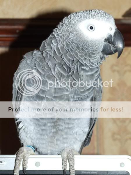 Blue Parrot DSCF0177