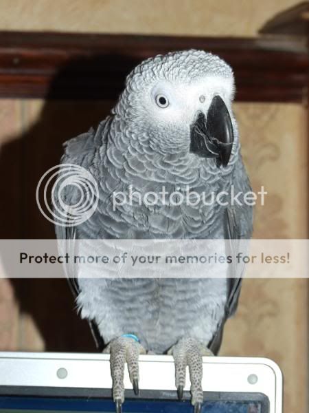 Blue Parrot DSCF0180