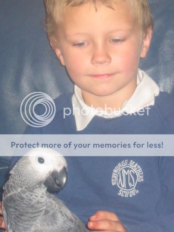 My Congo African Grey Parrot's Part 1 Picture032
