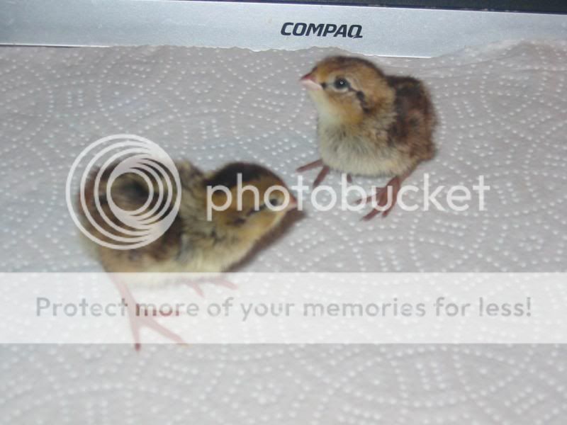 Bobwhite chicks Quail3047