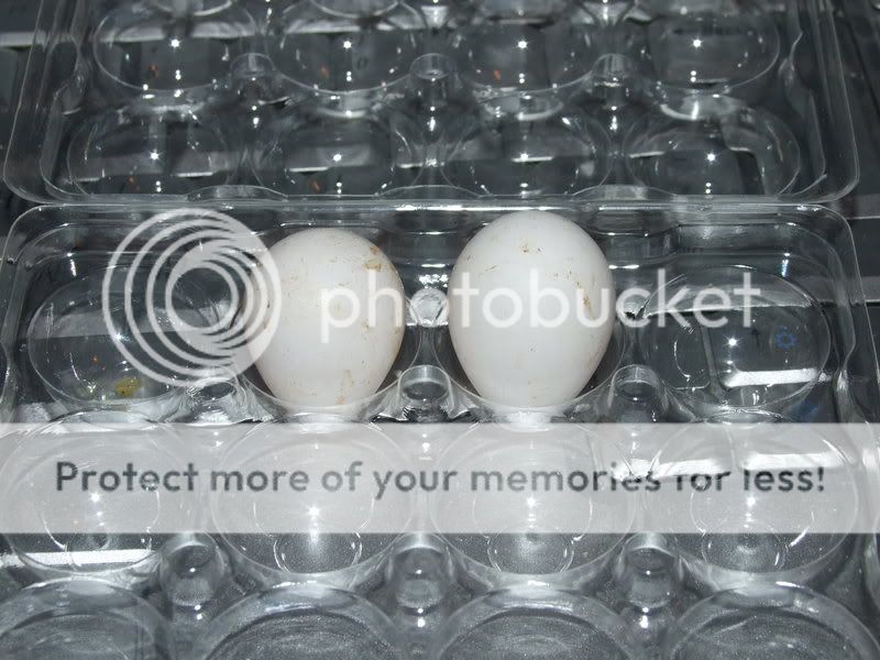 My First Bobwhite Eggs Firstbobeggs001