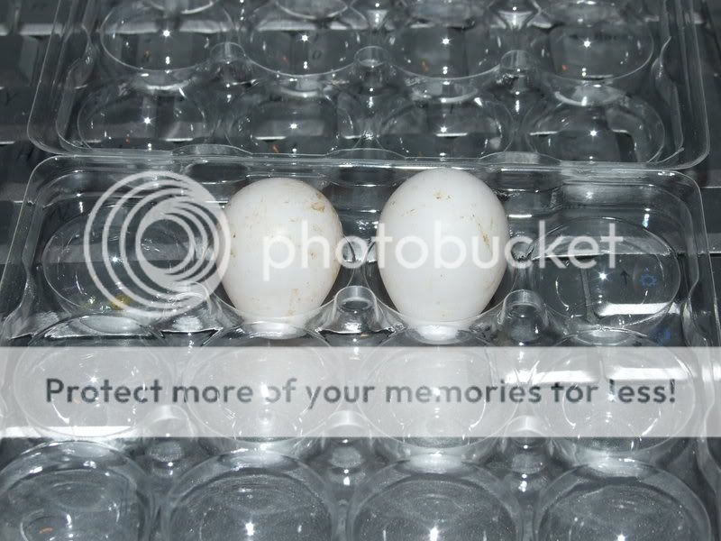My First Bobwhite Eggs Firstbobeggs003
