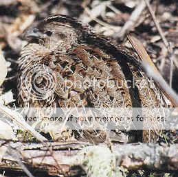 Brown quail BrownQuail2