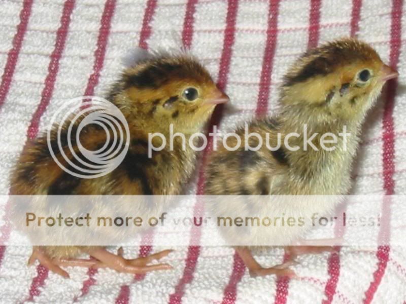 Load's more Chick pics Quail3047
