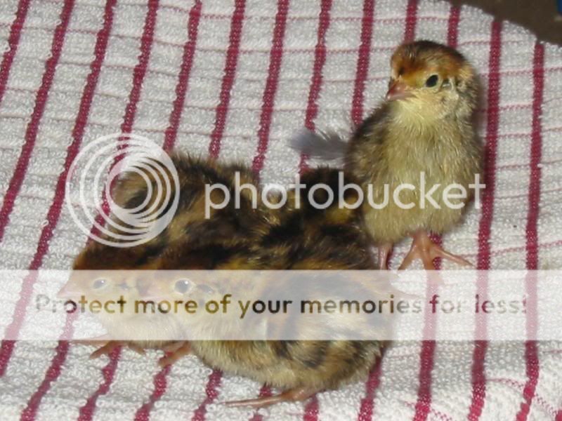 Load's more Chick pics Quail3052