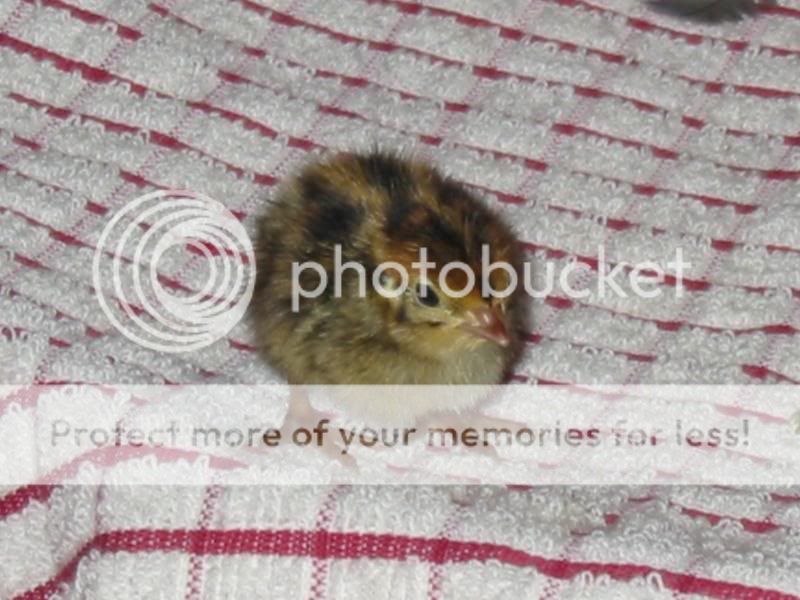 Load's more Chick pics Quail3068-1