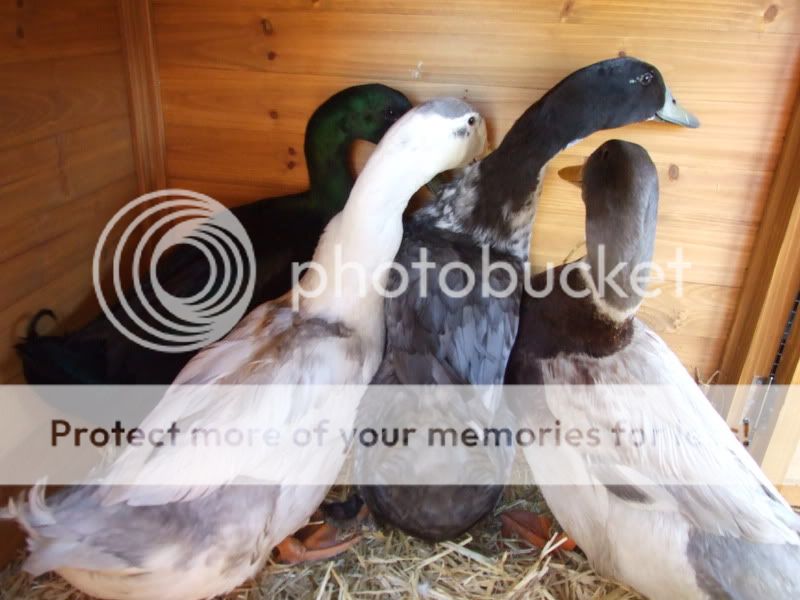 My Ducks 003-1