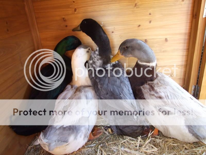 My Ducks 004
