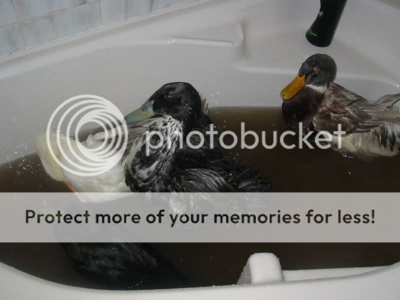 Mucky Ducks Quail3022