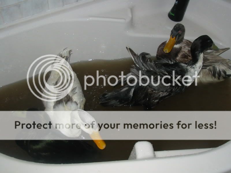 Mucky Ducks Quail3023