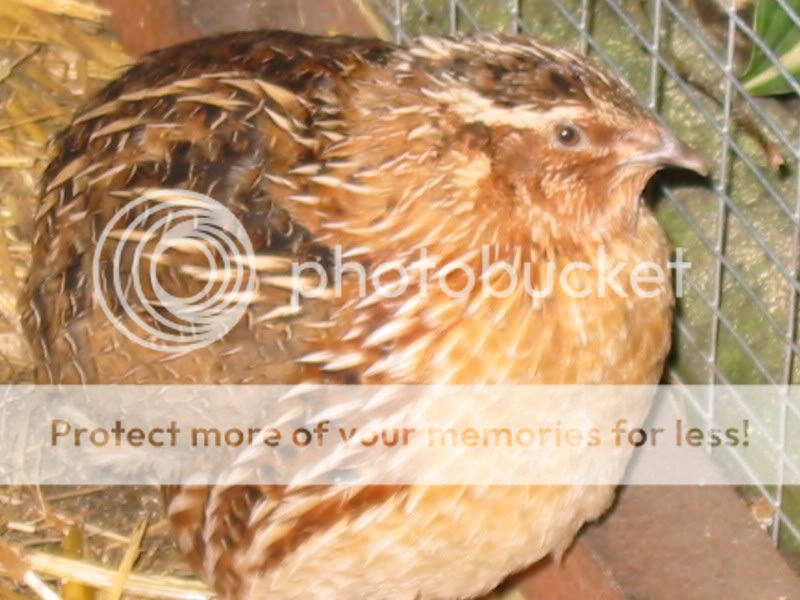 October's Competition - Quail Cock Aviary538