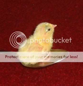 October's Competition - Chick/s CHICK201