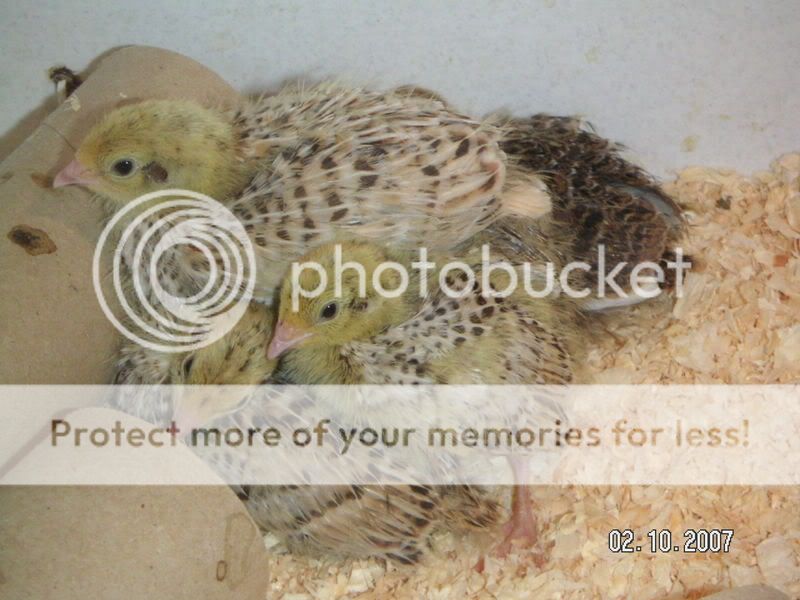October's Competition - Chick/s Quails0071
