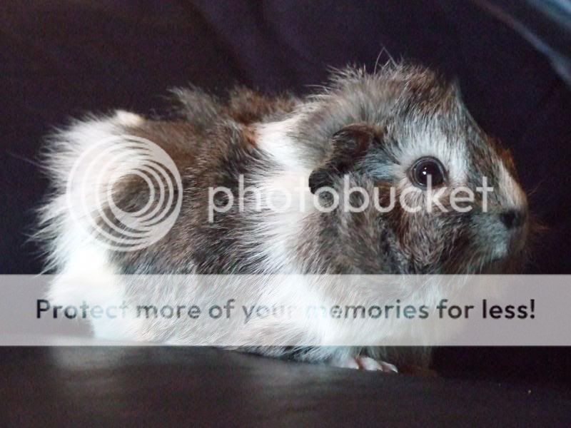 The guinea pig DSCF0259