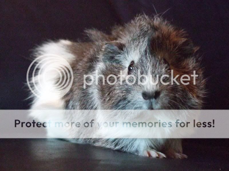 The guinea pig DSCF0262