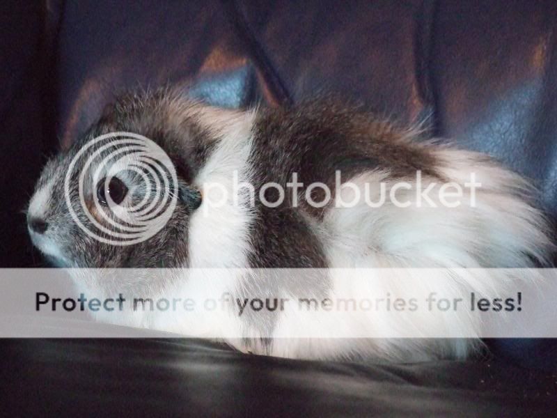 The guinea pig DSCF0269