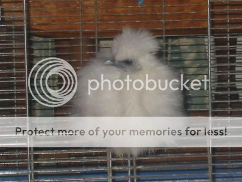 Mika the house Silkie Quail3027-1