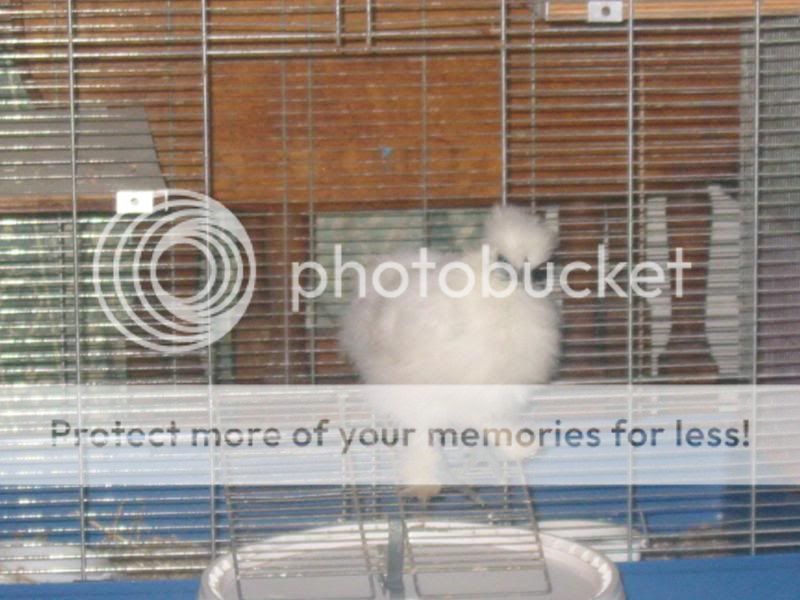 Mika the house Silkie Quail3047