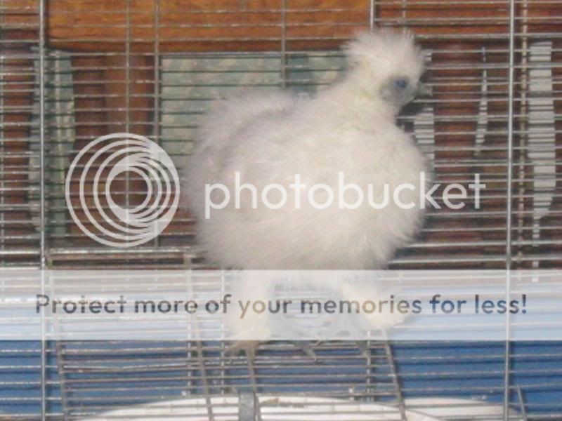 Mika the house Silkie Quail3048