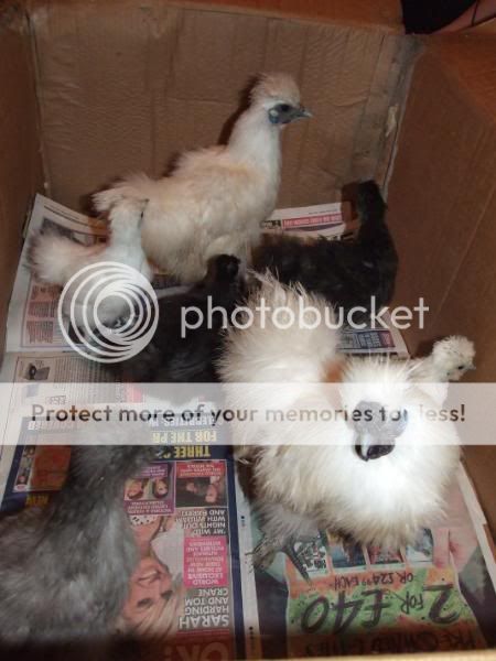 Happy Silkie Family Allthesilkies001