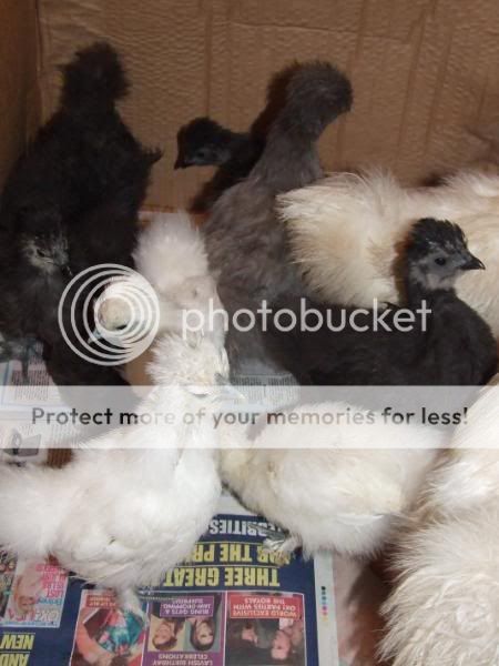 Happy Silkie Family Allthesilkies015