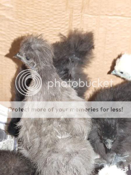 Happy Silkie Family Allthesilkies020