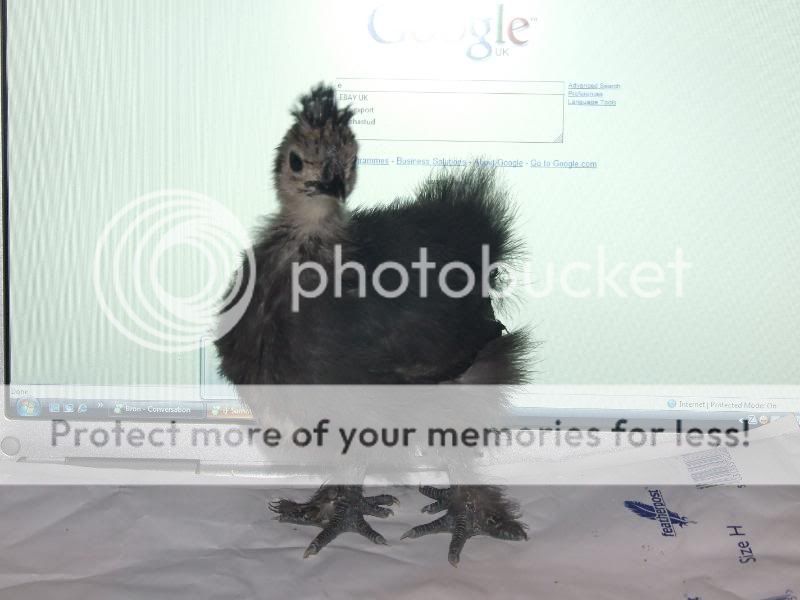 Silkie chick update Pupsey076