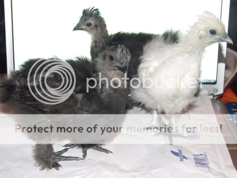 Silkie chick update Pupsey085