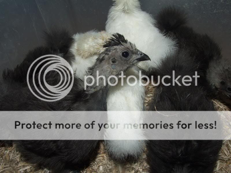 Silkie chick update Pupsey107