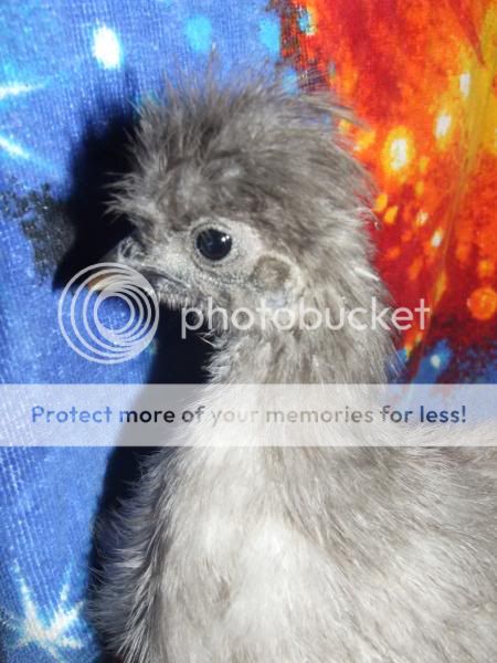 Silkie chick update Pupsey111