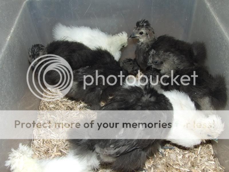 Silkie chick update Pupsey116