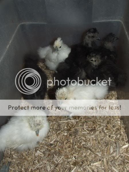 Silkie chick update Pupsey117