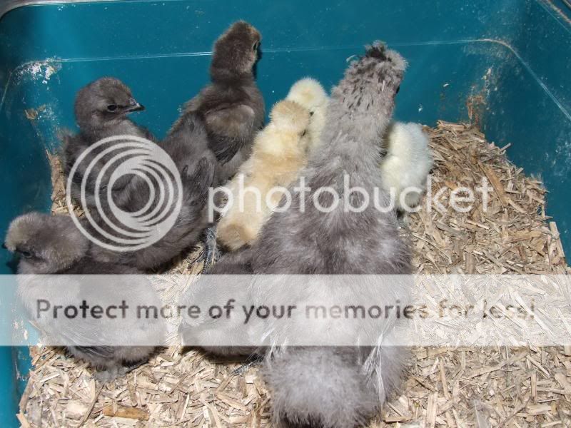 Silkie Chicks & Mika Silkies001