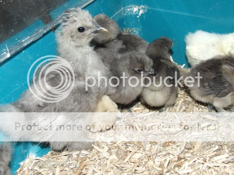 Silkie Chicks & Mika Silkies003