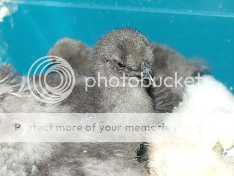 Silkie Chicks & Mika Silkies008