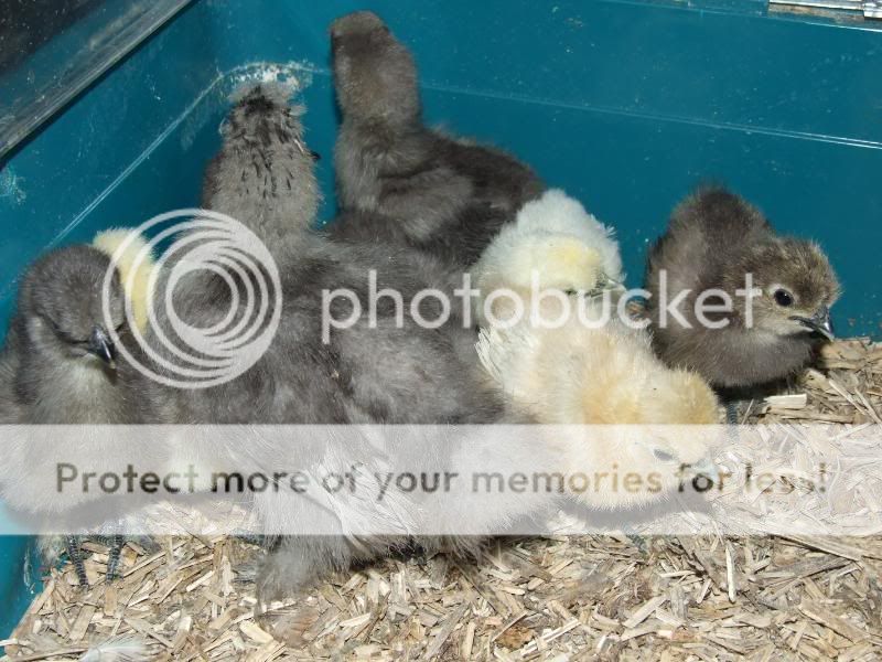 Silkie Chicks & Mika Silkies009