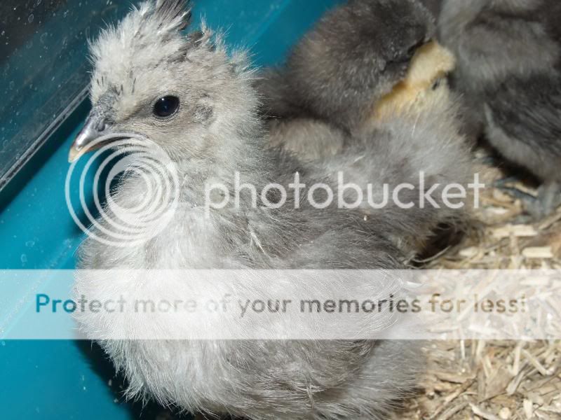 Silkie Chicks & Mika Silkies014