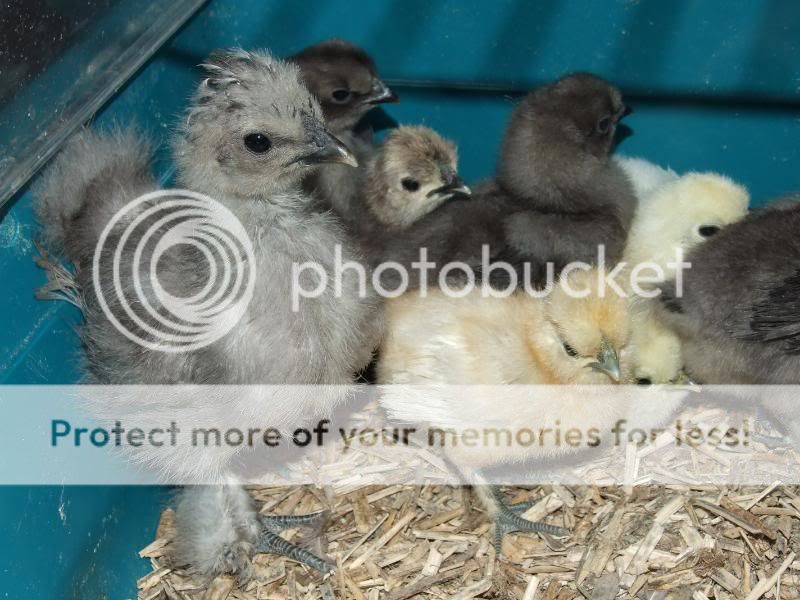 Silkie Chicks & Mika Silkies019