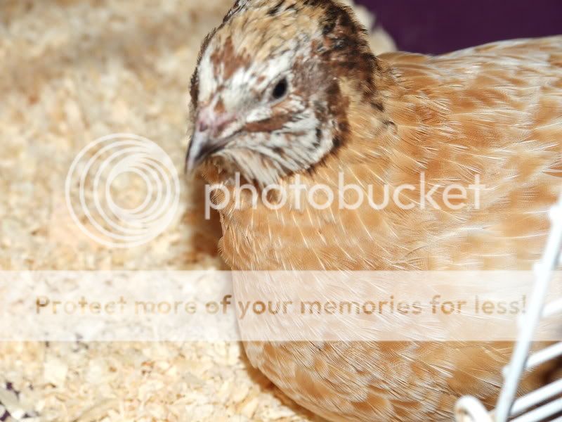 Coturnix japconia - Japanese, Italian & Spanish Quail 2008_0122quail0038