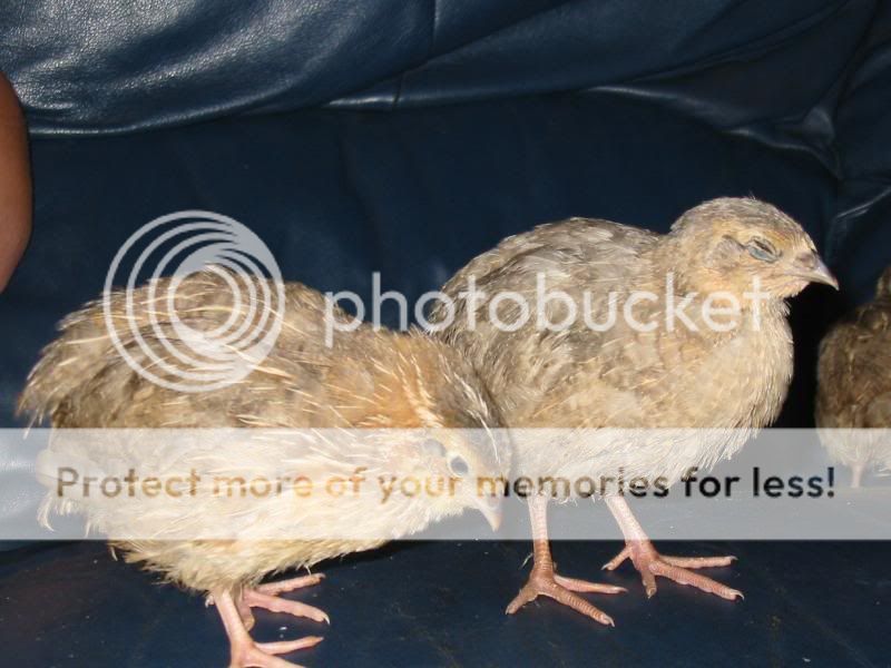 Silvery Chicks Quail111
