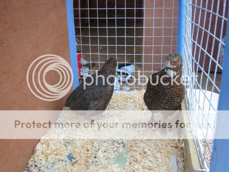 Breeding Cages Quail314