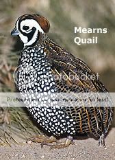 mearns quail QuailMearns