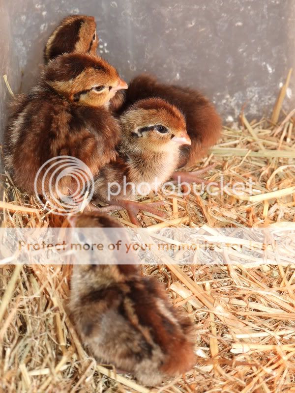 New Chickies Quail200508120