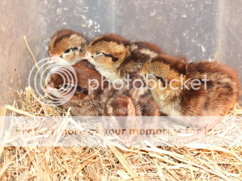 New Chickies Quail200508124