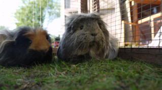 Guineapigsjune2010035.jpg