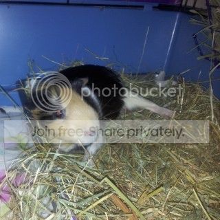 IMG_20131101_141852_zpsbcb3ddaf.jpg