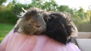 Maypole2010pigs002.jpg