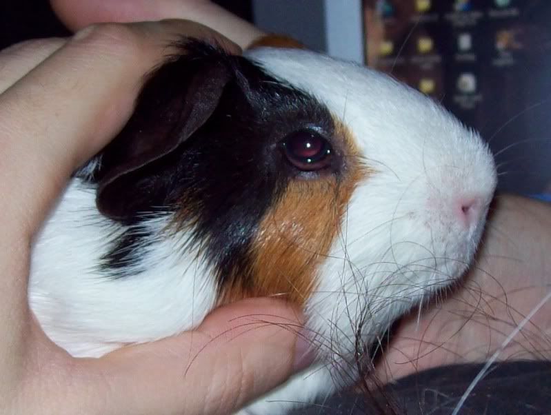 guineapigeye003.jpg