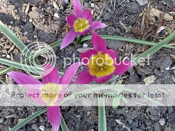 Bulbes et floraison printanière 2005-04-19033